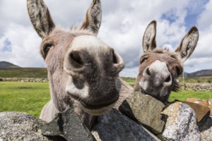 Mourne Heritage Trust